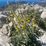 Verbascum undulatum Habit