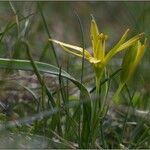 Gagea pratensis Λουλούδι