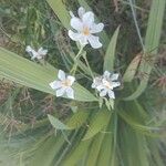Eleutherine bulbosa Blomst