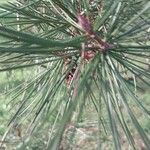 Pinus bungeana Feuille