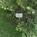Abies homolepis Lapas