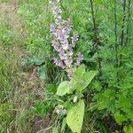 Salvia sclarea Habit