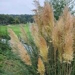 Cortaderia selloana Лист