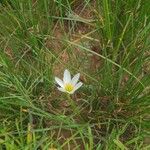 Zephyranthes candidaFlower