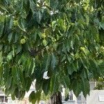 Camptotheca acuminata Blatt