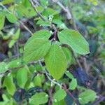 Lonicera xylosteum Leaf