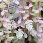 Sedum dasyphyllumFolha