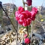 Prunus trilobaЦветок