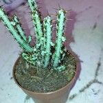 Euphorbia aeruginosa Blatt