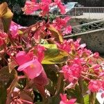 Begonia evansiana Blodyn
