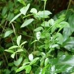 Zanthoxylum asiaticum पत्ता