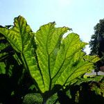 Gunnera insignis Leaf