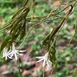 Angraecum doratophyllum Bloem