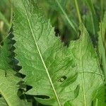 Klasea lycopifolia Blad