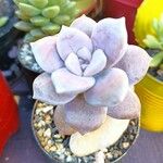 Graptopetalum superbumLiść