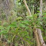 Acacia koa Leaf