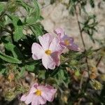 Cistus parviflorus Λουλούδι