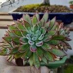 Echeveria setosa Levél