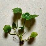 Hydrocotyle sibthorpioides Leaf