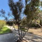 Grevillea johnsoniiLeaf