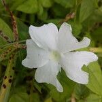 Thunbergia laevis ᱵᱟᱦᱟ