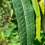 Buddleja globosa Blad