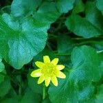 Ranunculus ficariaFlower