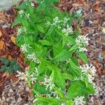 Buddleja auriculata Vivejo