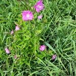 Epilobium hirsutum Floro