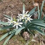 Pancratium illyricum 葉