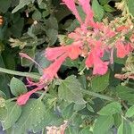 Agastache rupestris Flower