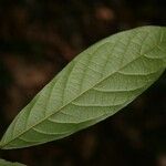 Unonopsis rufescens Frunză