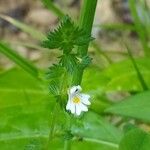 Euphrasia officinalis Blatt