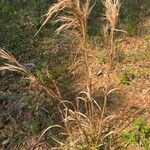 Andropogon bicornis Habit