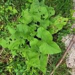 Arctium minusFoglia