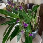 Zygopetalum maculatum Цветок