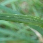 Calamagrostis varia Folha