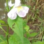 Mimulus alatus Habitus