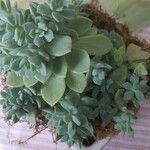 Sedum spathulifolium葉