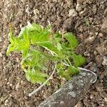 Solanum lycopersicum Blatt