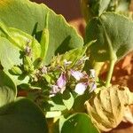 Schouwia purpurea Λουλούδι
