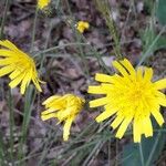 Hieracium glaucinum Flower