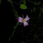 Trillium catesbaei 花
