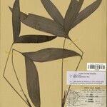 Bactris simplicifrons Folio