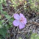 Geranium viscosissimum Flower