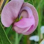 Vigna macrorhyncha Fleur