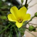 Drosophyllum lusitanicum Цветок