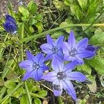 Triteleia laxa Çiçek