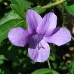 Barleria cristata Flower