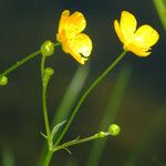 Ranunculus flammula Fula